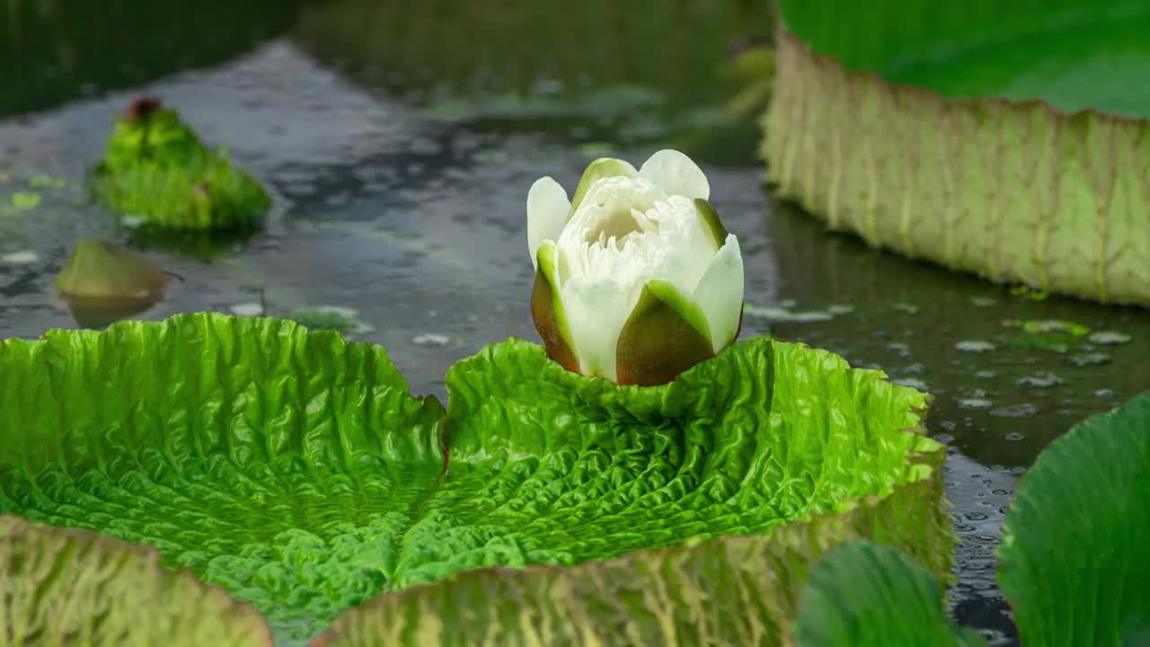 植物王莲 从花开绽放到闭合 时间流逝 光阴 生态 植物荷叶 小暑大暑夏天夏季夏绿色清新视频素材