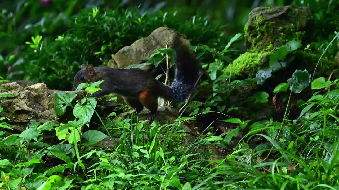 松鼠觅食视频下载