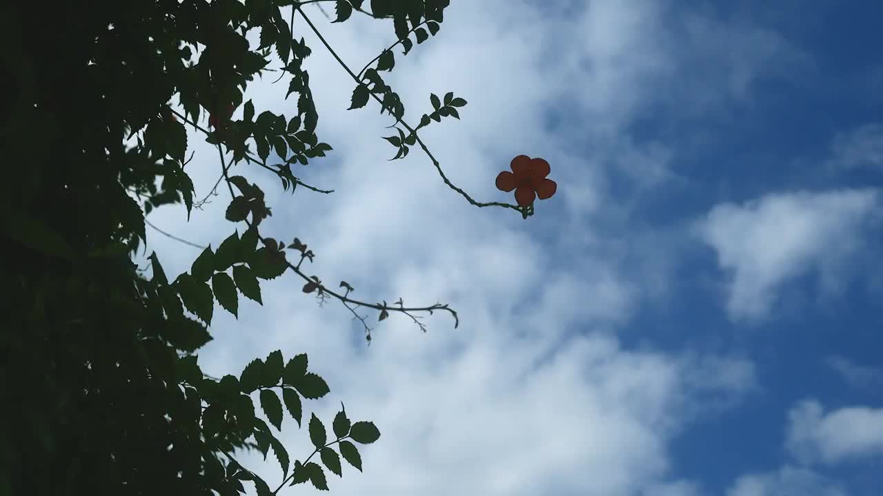 蓝天白云下的凌霄花视频素材