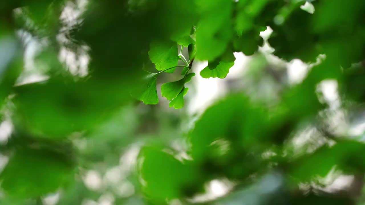 雨中的银杏树叶视频素材