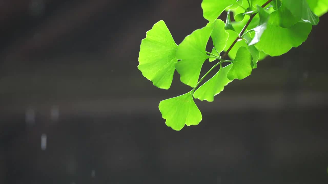 雨中的银杏树叶视频素材