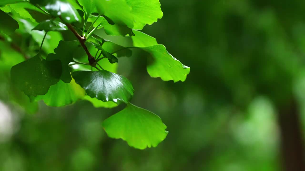 雨中的银杏树叶视频素材