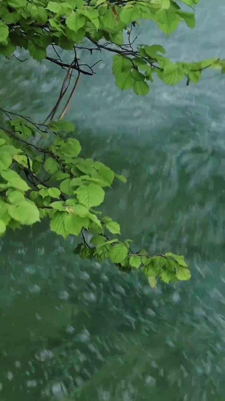 夏天山涧的溪水，绿色清凉的河水，十六湖国家公园视频素材