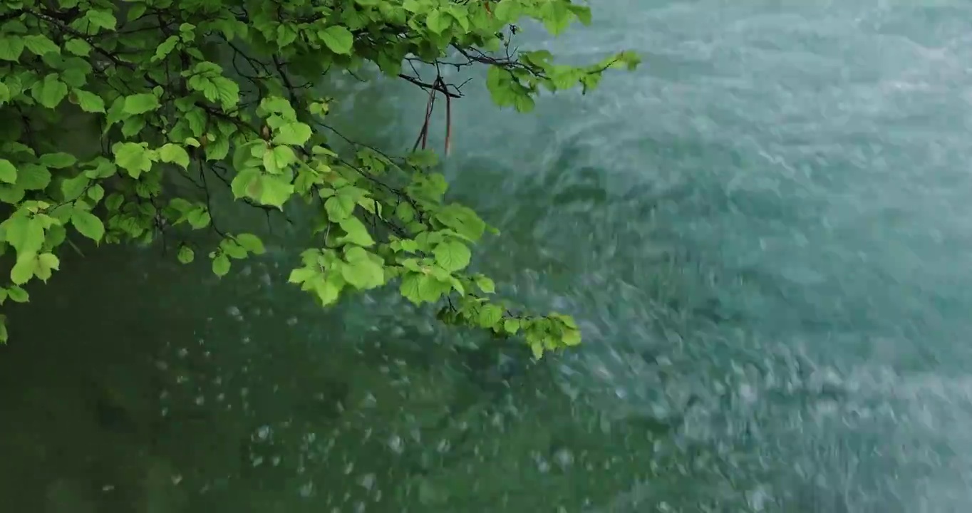 夏天山涧的溪水，绿色清凉的河水，十六湖国家公园视频素材