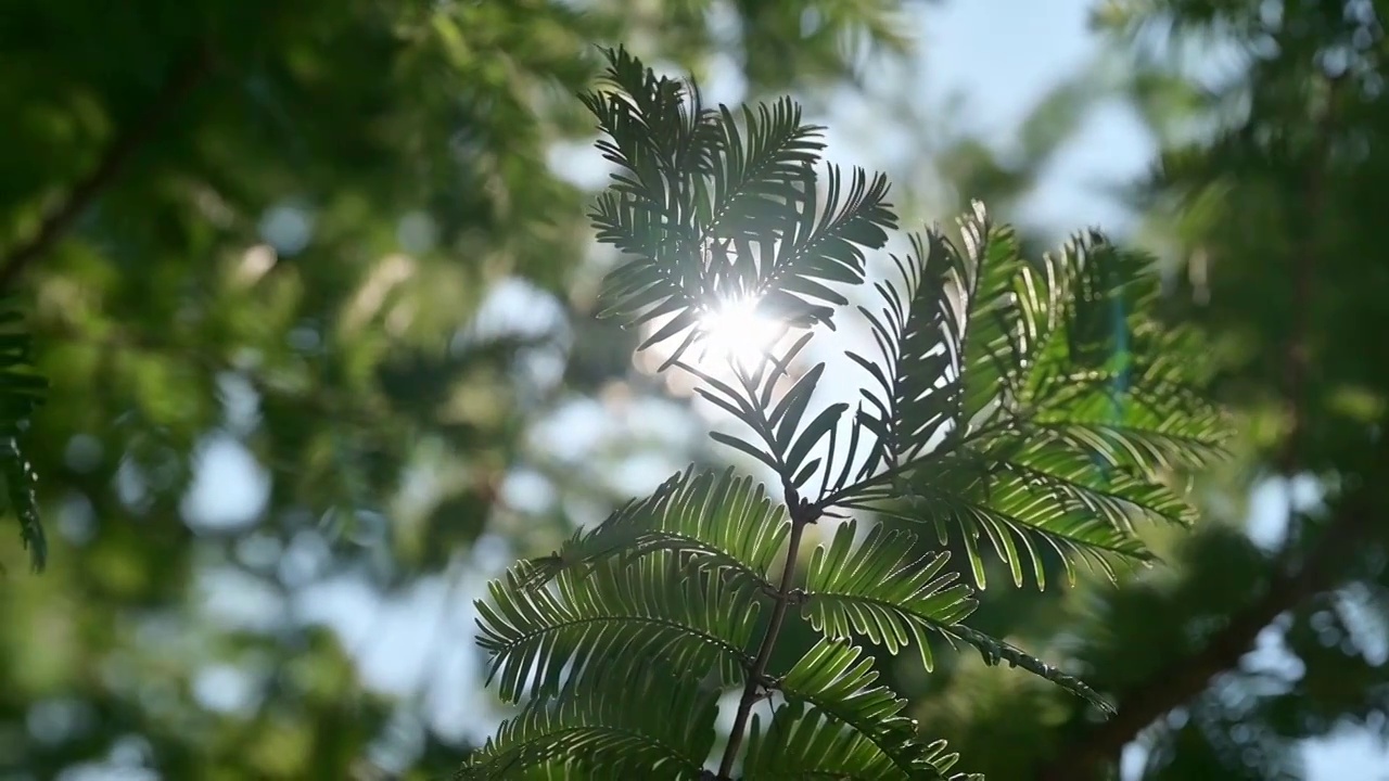 夏天午后阳光透过树叶逆光视频购买