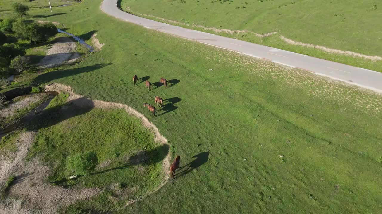 陕西宝鸡关山草原视频素材