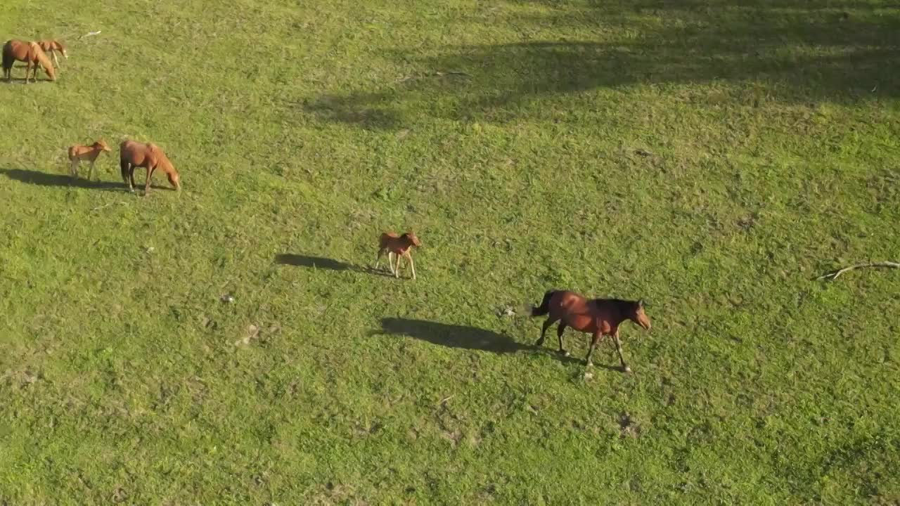 陕西宝鸡关山草原视频素材