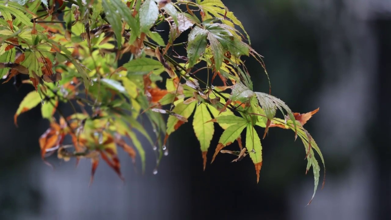 下雨树叶水滴枫叶森林意境雨天沉浸式秋天视频素材