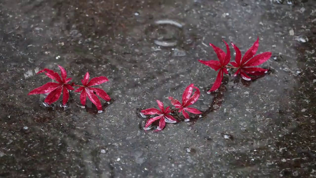 秋天下雨树叶红枫枫叶水滴滴落水面雨天意境沉浸式视频素材