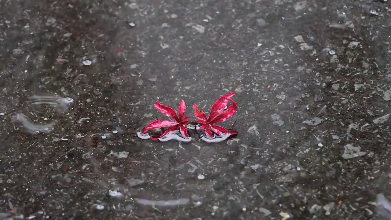 秋天下雨树叶红枫枫叶水滴滴落水面雨天意境沉浸式视频素材