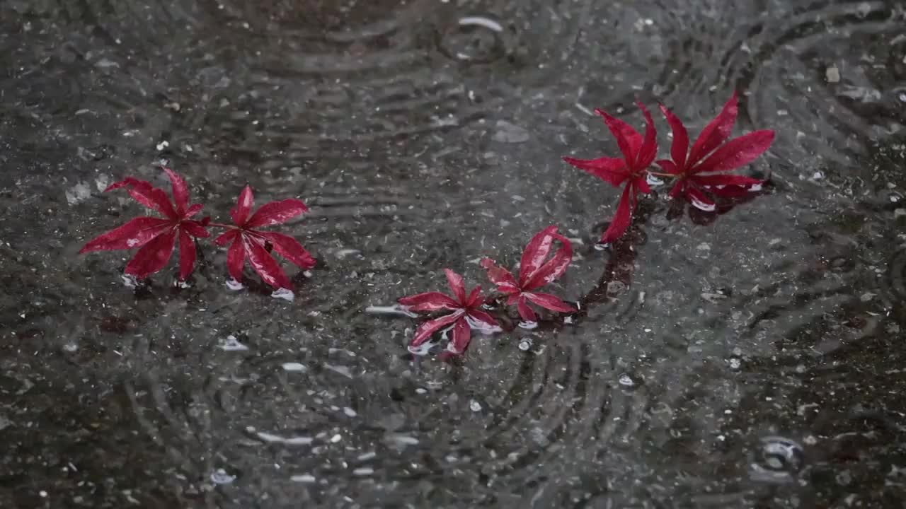 下雨树叶红枫枫叶水滴滴落水面雨天意境沉浸式升格视频素材