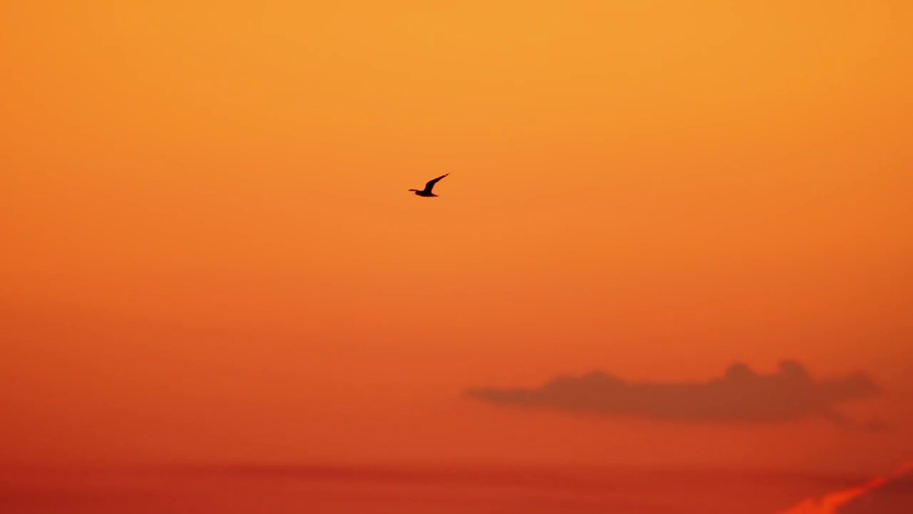 黄昏天空飞鸟视频素材