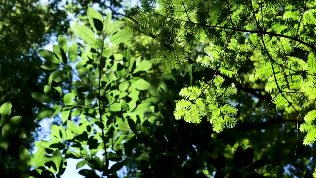 阳光，穿透了森林和树叶视频素材