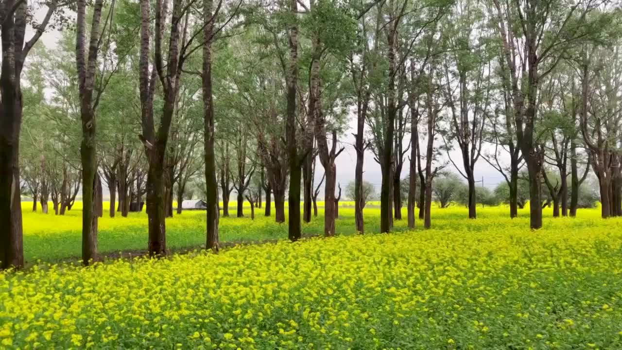 门源油菜花视频素材