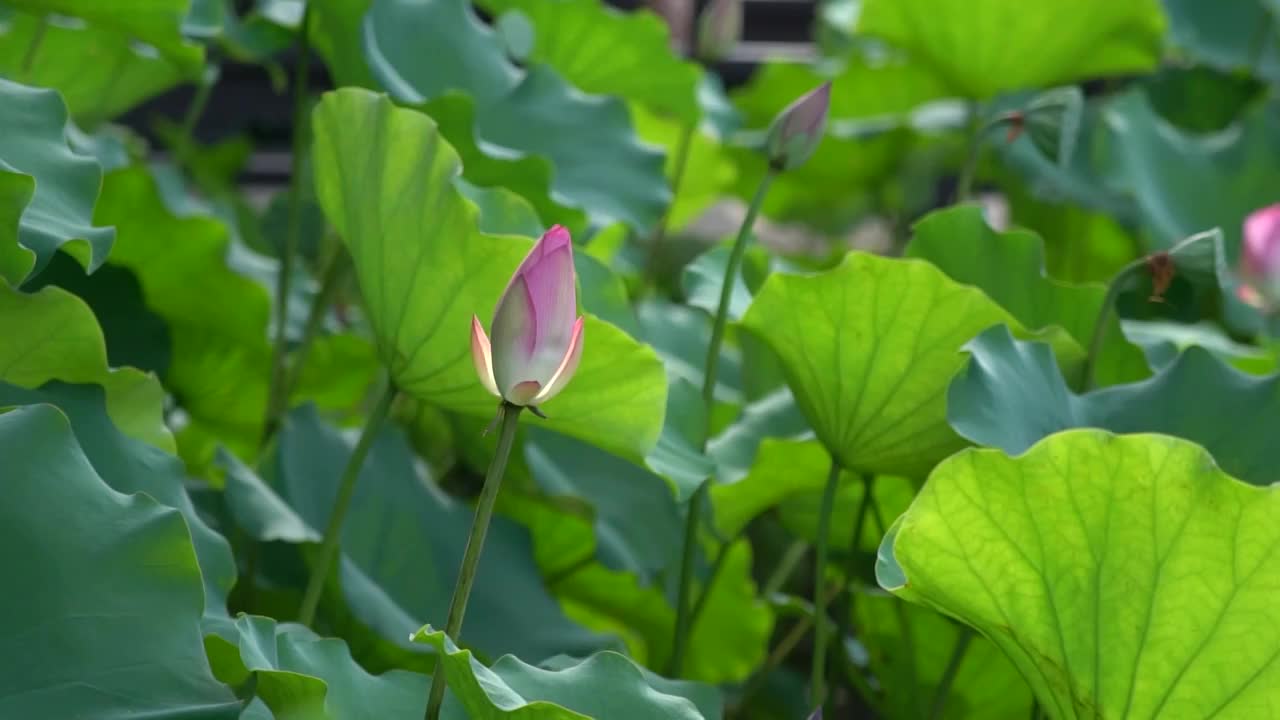 4K荷花特写浓雾实拍视频视频素材