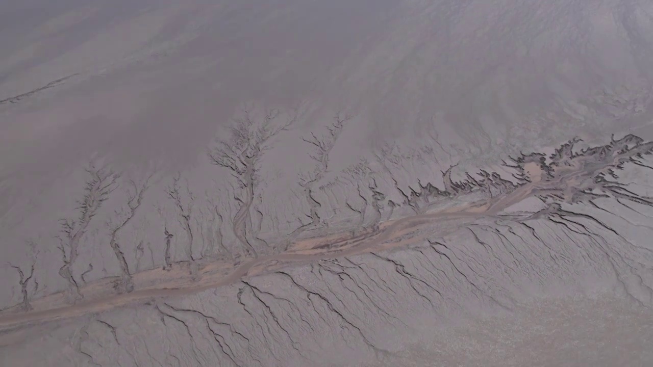 海宁钱塘江大地之树视频素材