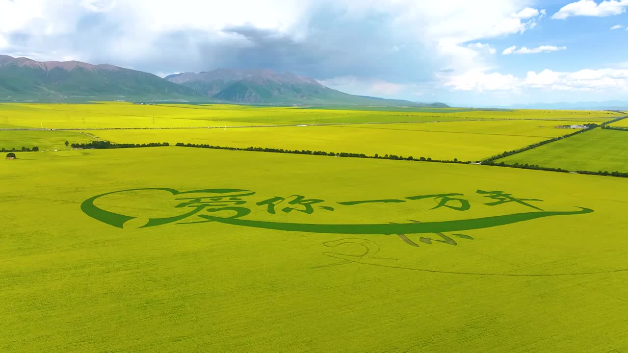 航拍夏天青海门源油菜花海美景风光（无人机航拍）视频素材