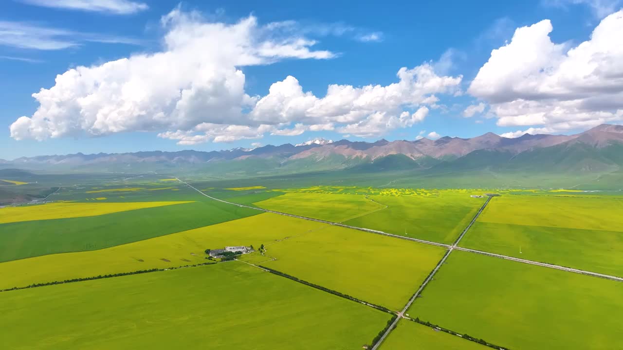 航拍夏天青海门源油菜花海美景风光（无人机航拍）视频素材