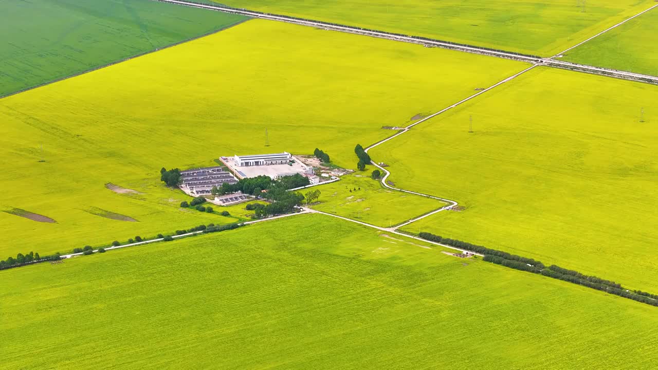 航拍夏天青海门源油菜花海美景风光（无人机航拍）视频素材