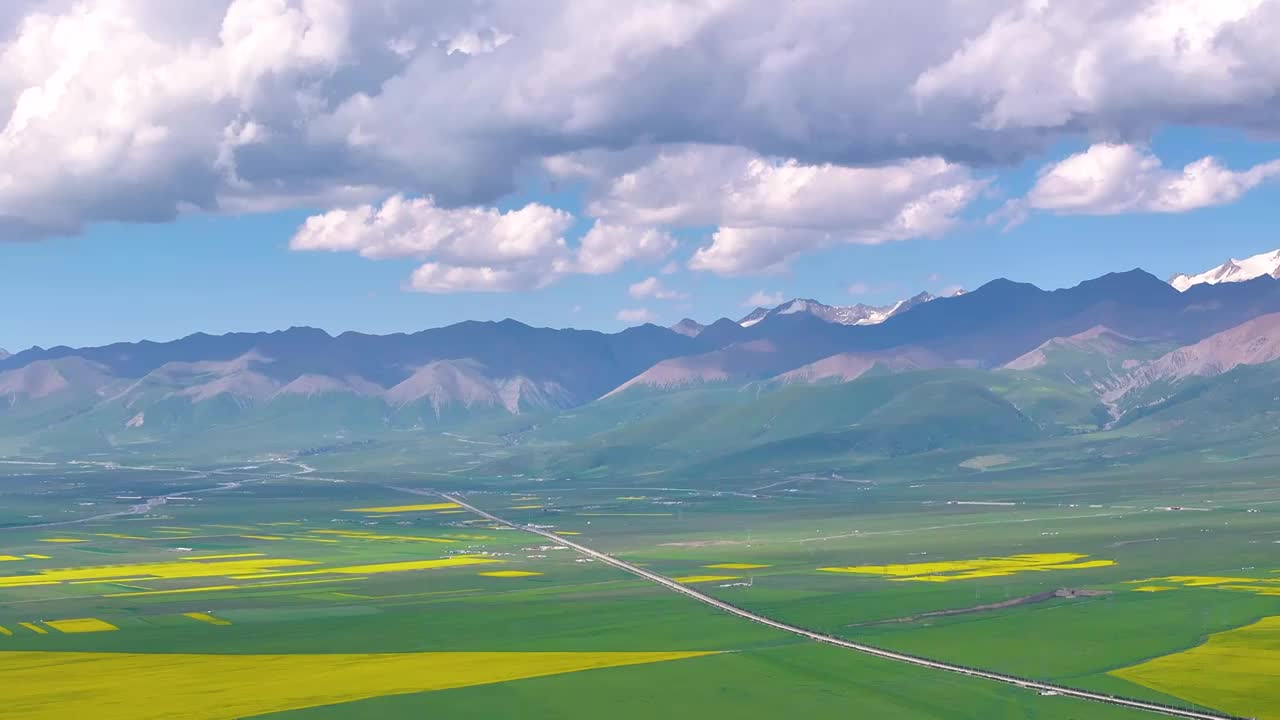 航拍夏天青海门源油菜花海美景风光（无人机航拍）视频素材