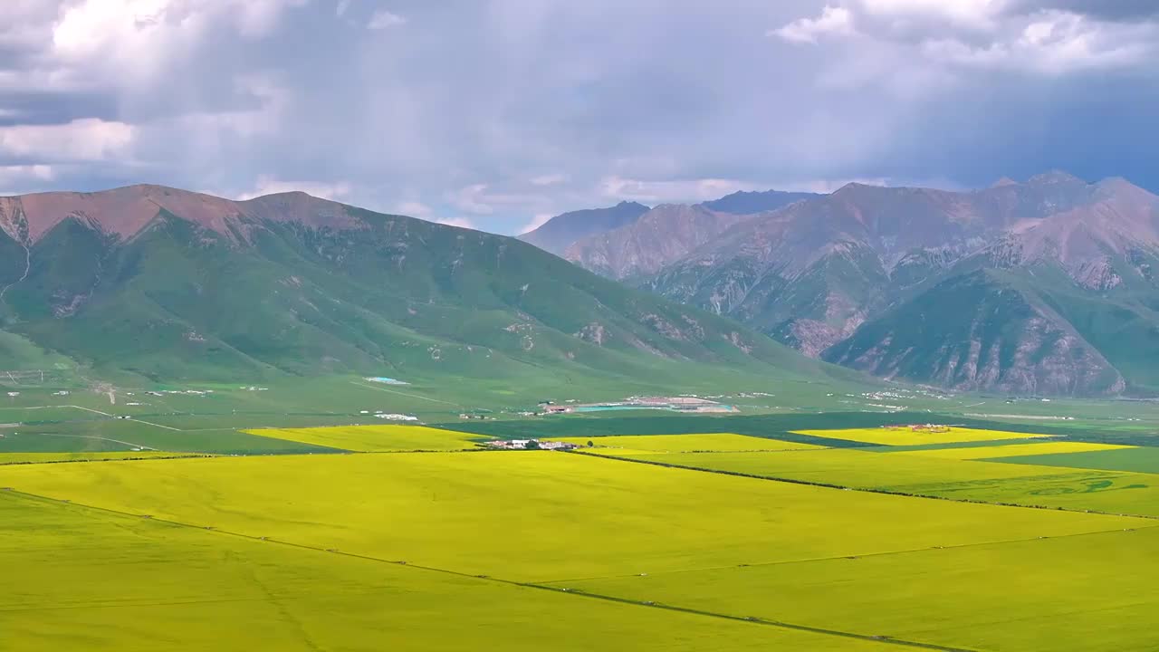 航拍夏天青海门源油菜花海美景风光（无人机航拍）视频素材