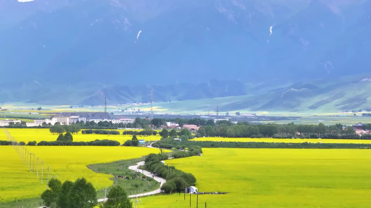 航拍夏天青海门源油菜花海美景风光（无人机航拍）视频素材