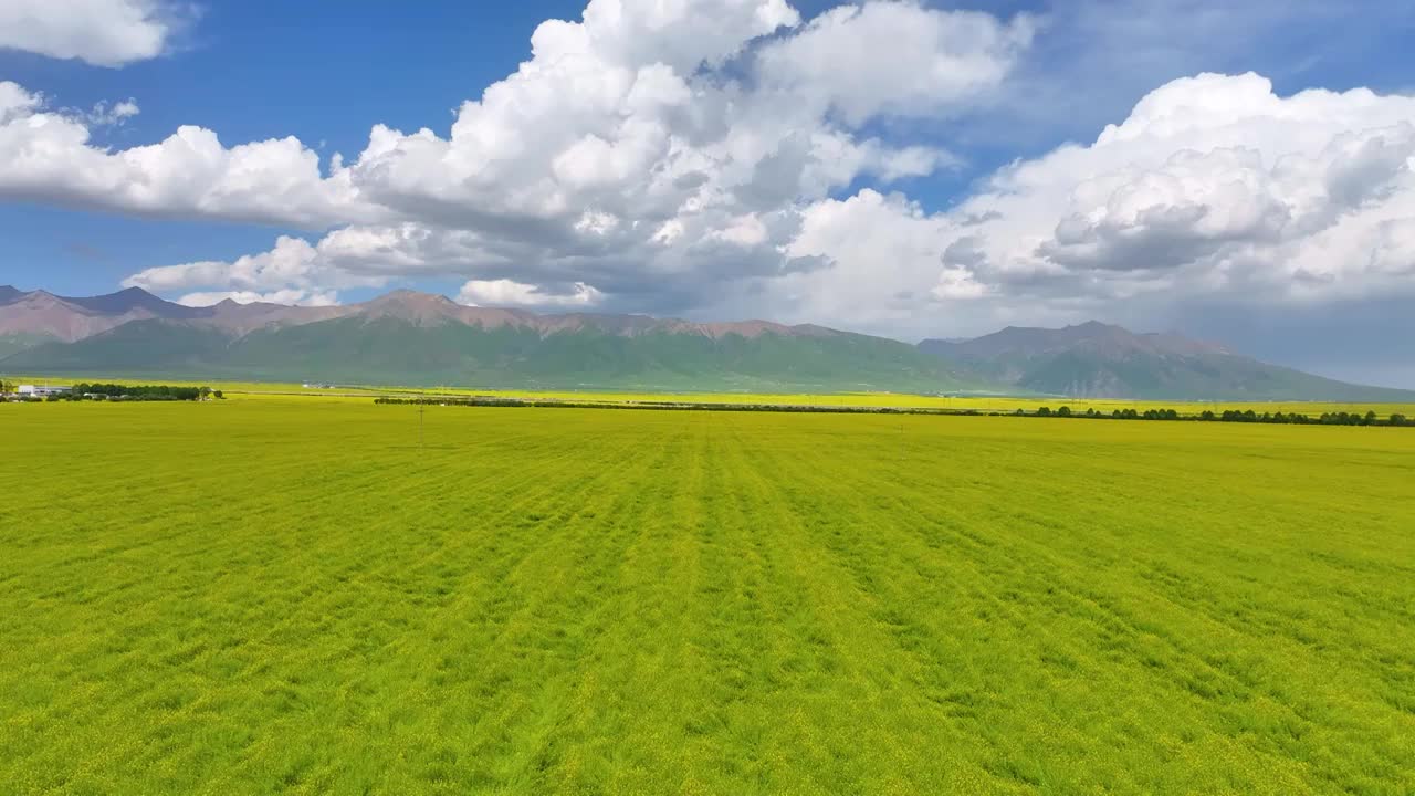 航拍夏天青海门源油菜花海美景风光（无人机航拍）视频素材