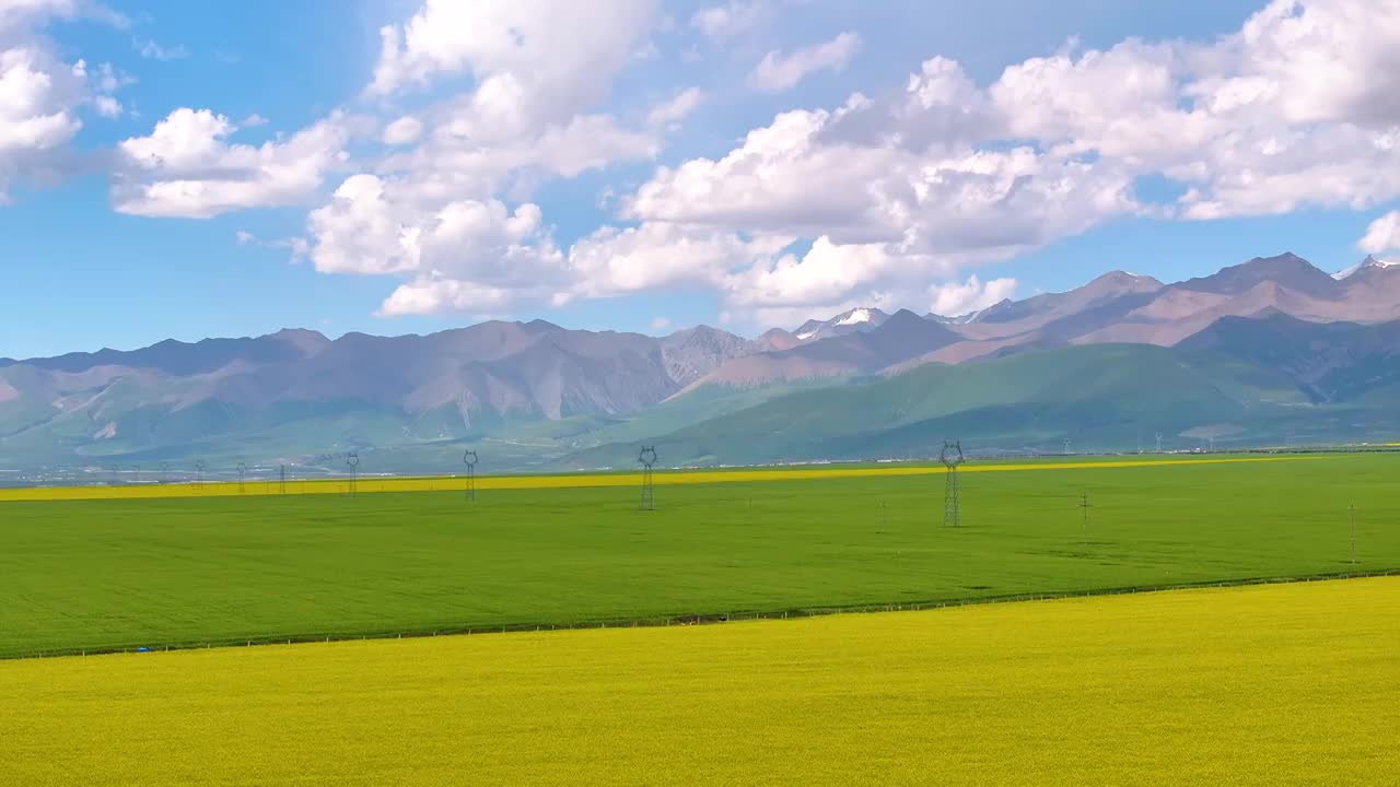 航拍夏天青海门源油菜花海美景风光（无人机航拍）视频素材