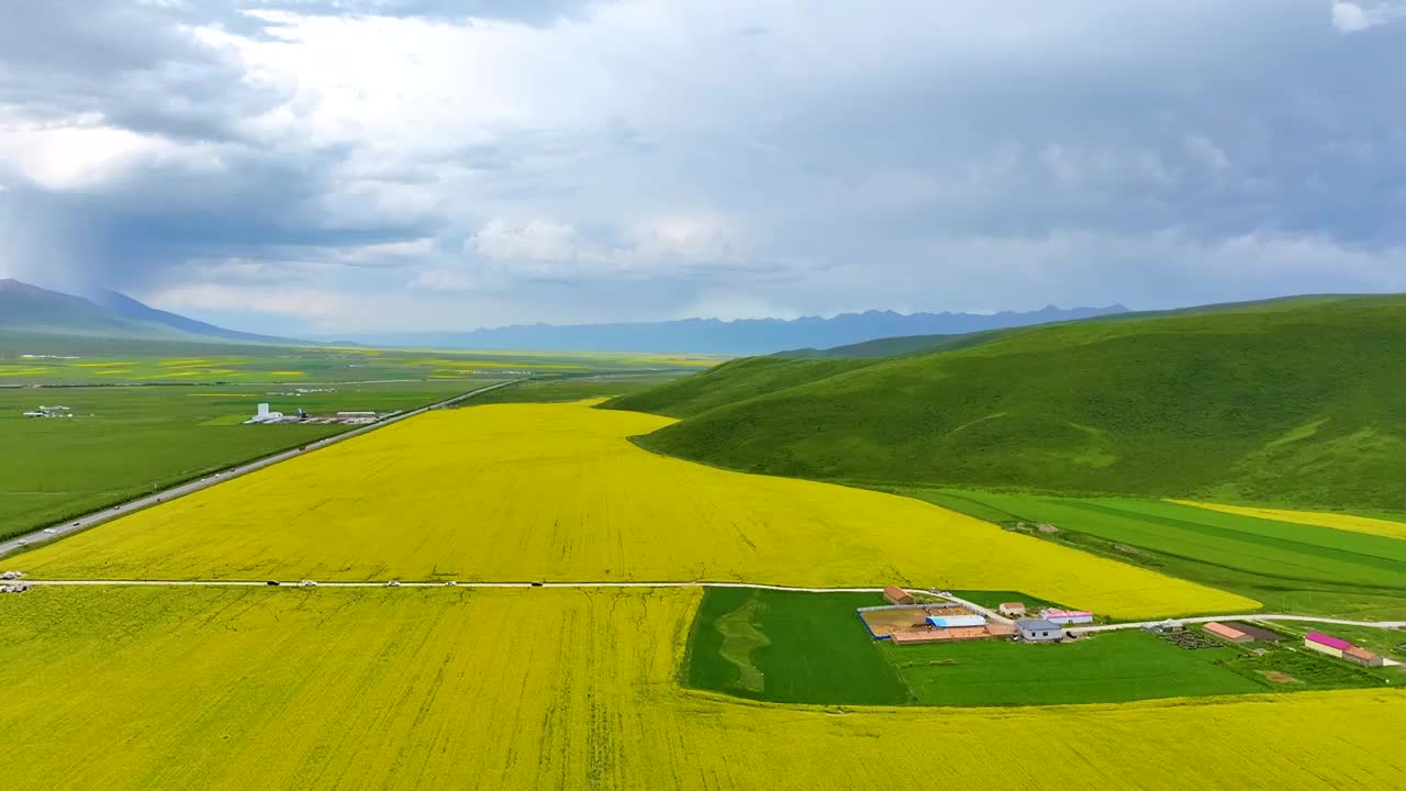 航拍夏天青海门源油菜花海美景风光（无人机航拍）视频素材