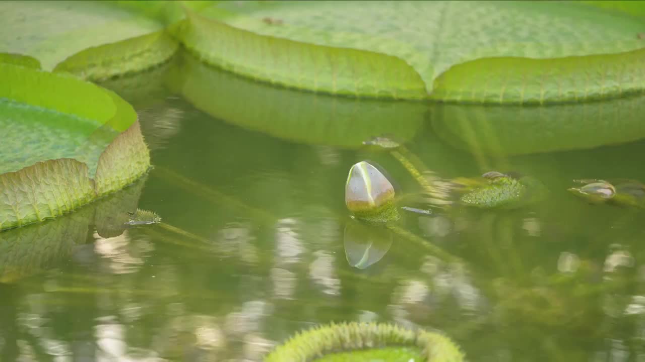 王莲开花第一天视频素材