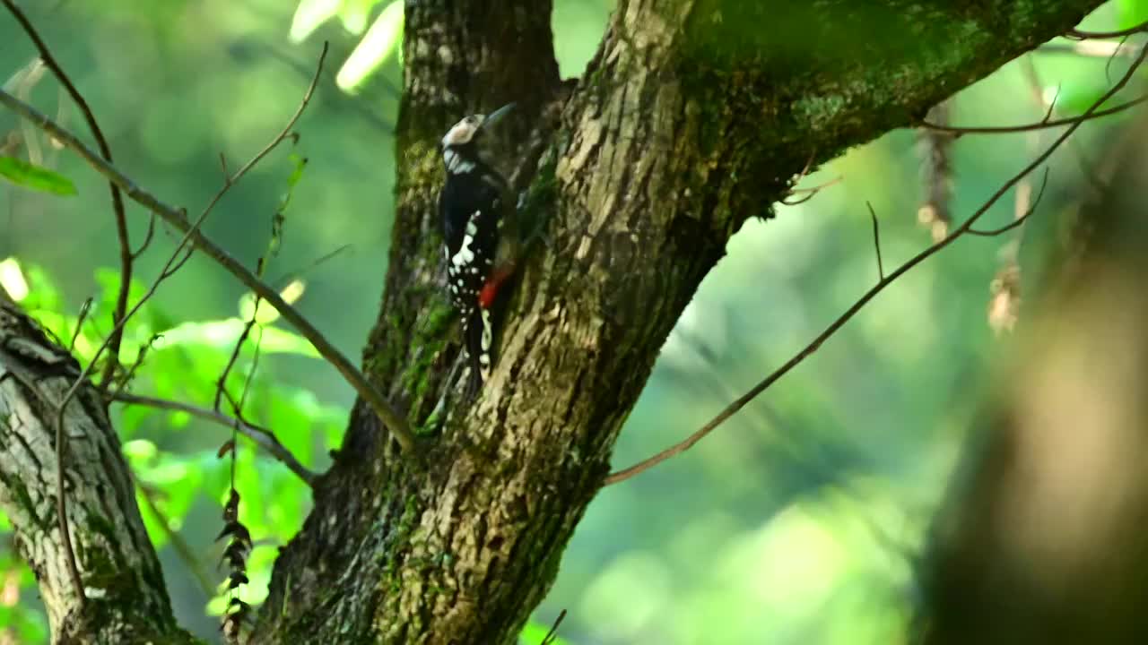 星头啄木鸟与白颊噪鹛视频素材