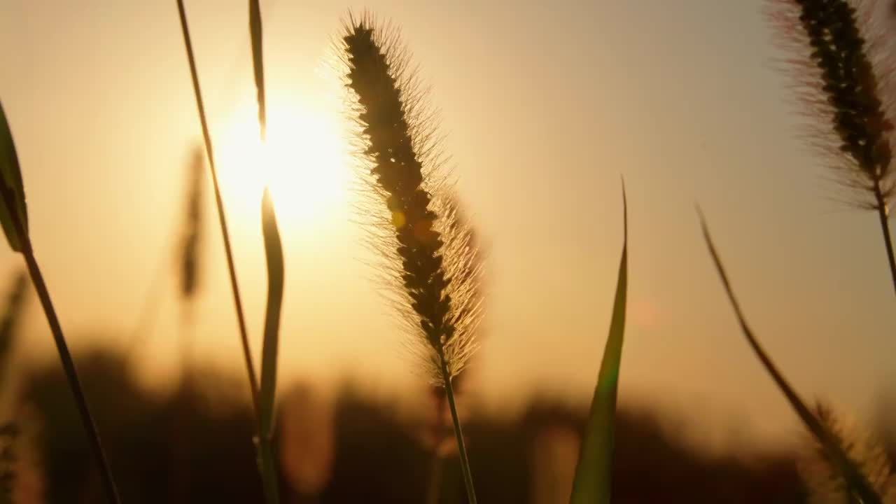 秋天夕阳下的狗尾草视频素材