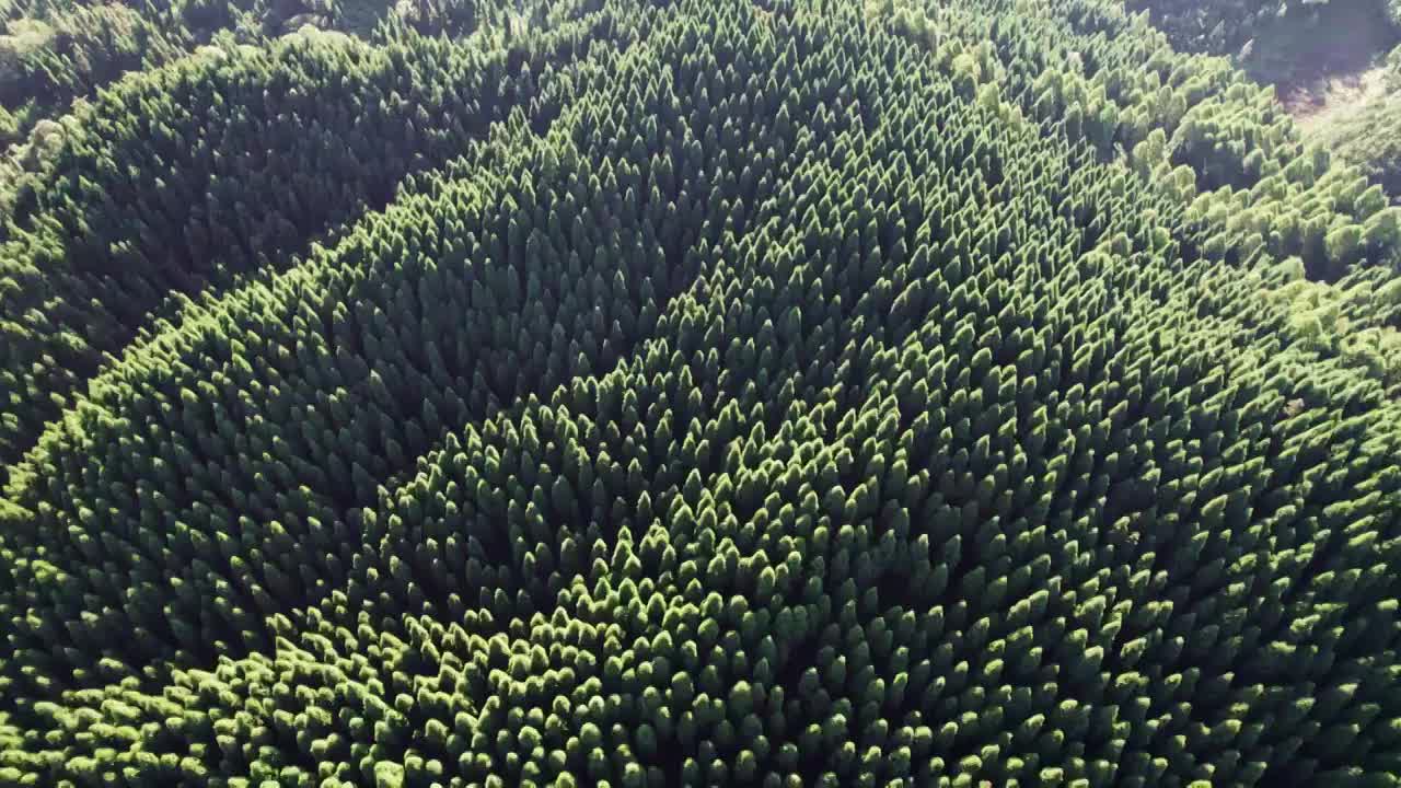 成都彭州中坝森林保护站视频素材