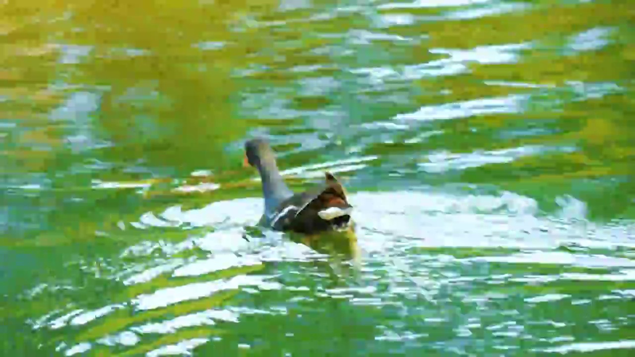 黑水鸡在野外池塘湖泊湿地公园里游泳觅食红骨顶殃鸡中型涉禽红冠水鸡涉禽类水鸟野外自然生态物种视频素材