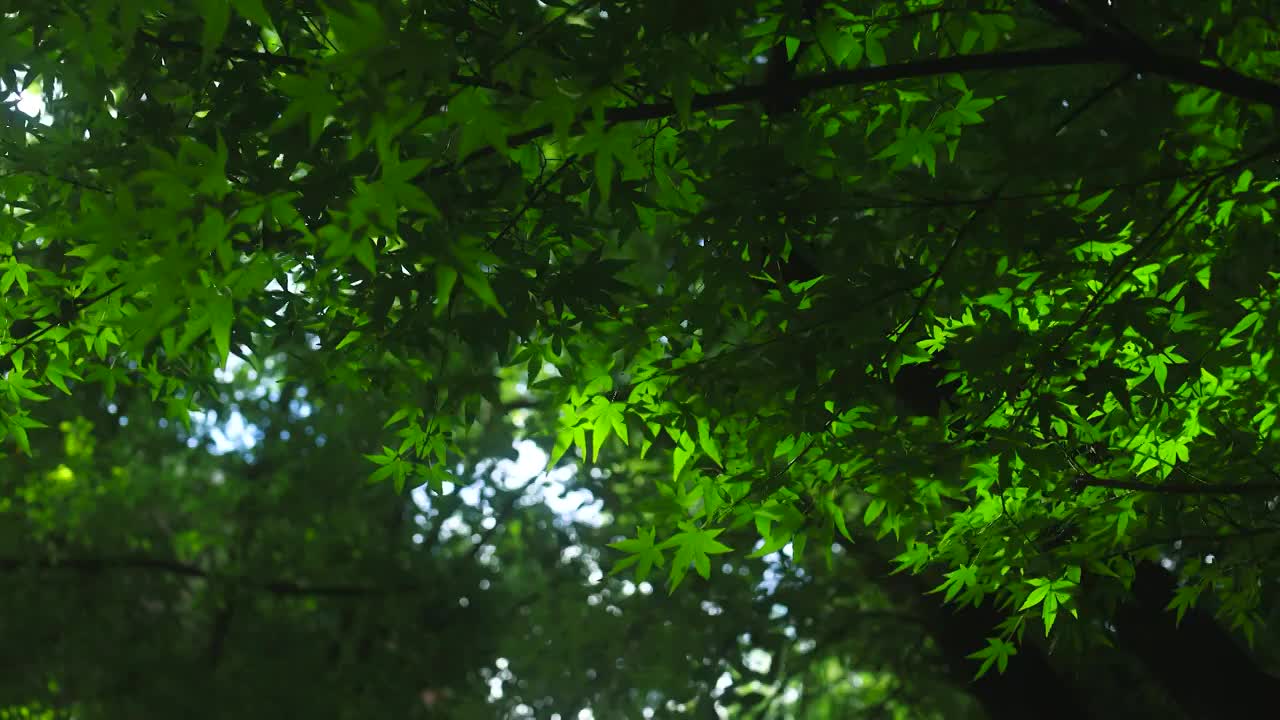 阳光透过茂盛的绿茵视频素材