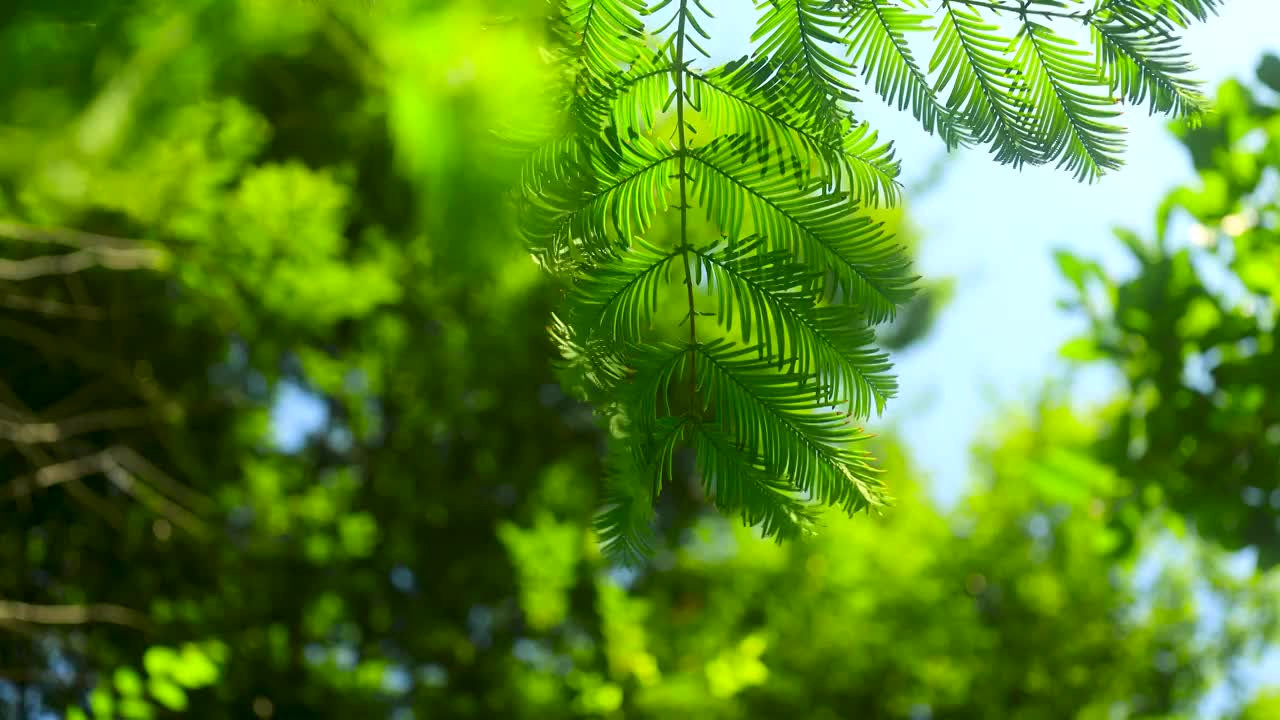 阳光透过树林照射在随风摇曳的树叶上视频素材