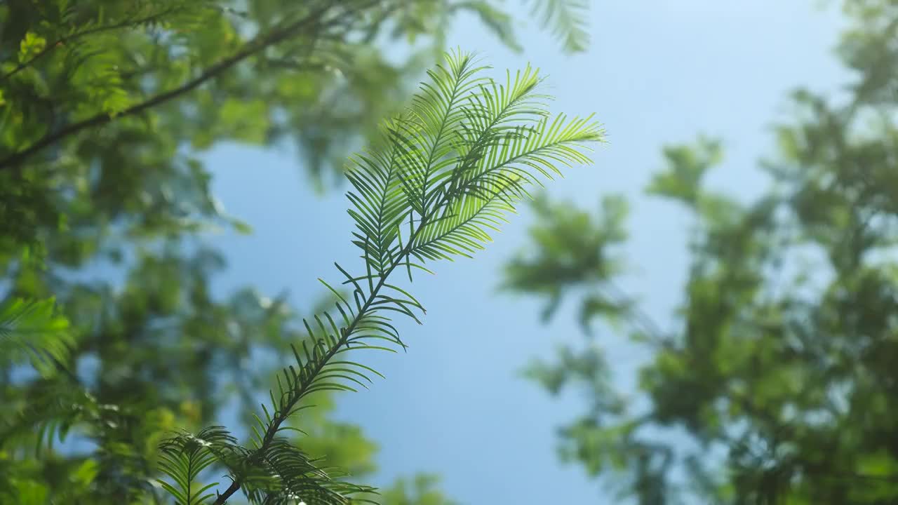 阳光照射在被风吹拂的泛黄树叶上视频素材