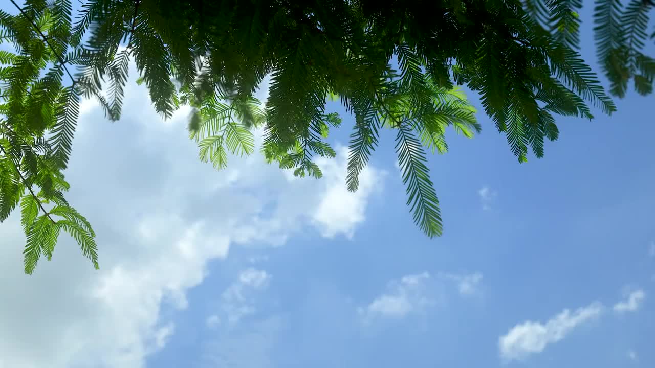 蓝天白云下阳光照射在开始转黄的树叶视频素材