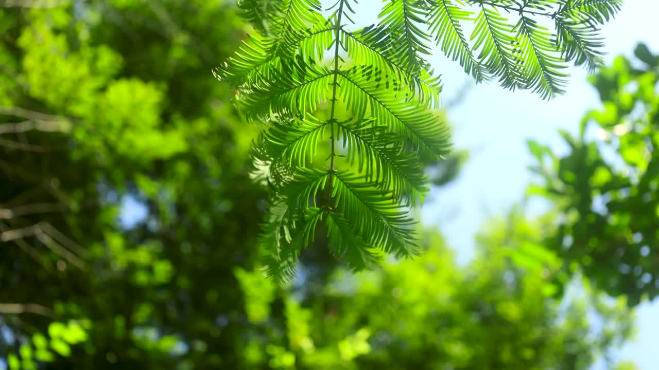 阳光下随风摇曳的树叶树枝视频素材