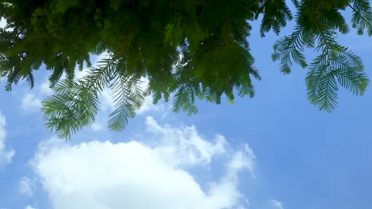 蓝天白云背景下的随风摇曳的树叶树枝视频素材