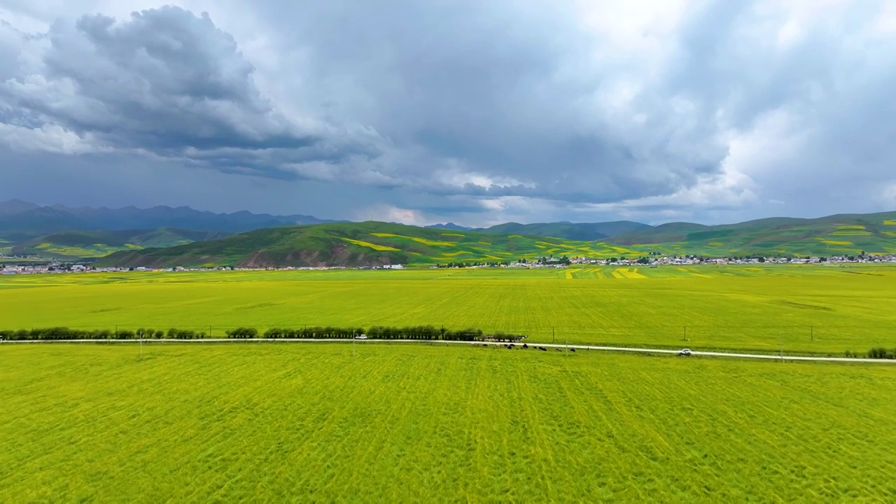 航拍夏天青海门源油菜花海美景风光（无人机航拍）视频素材