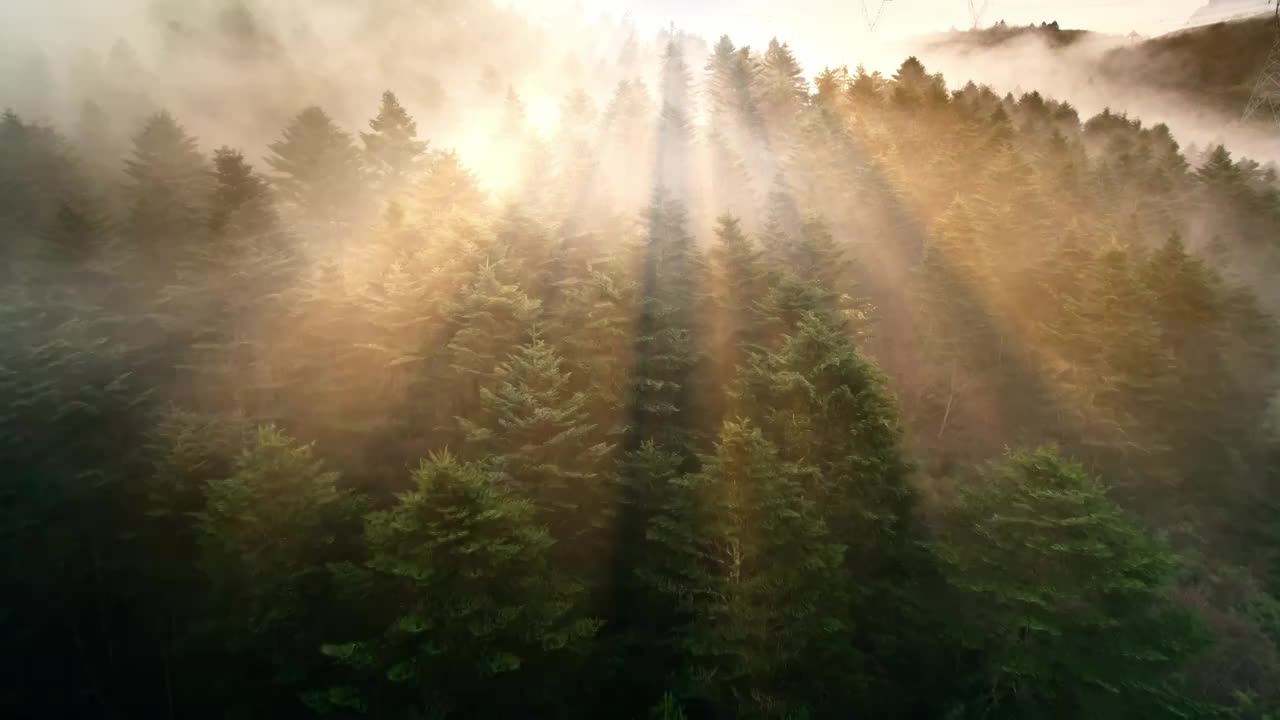 迷雾森林自然风景集锦（合集）视频素材