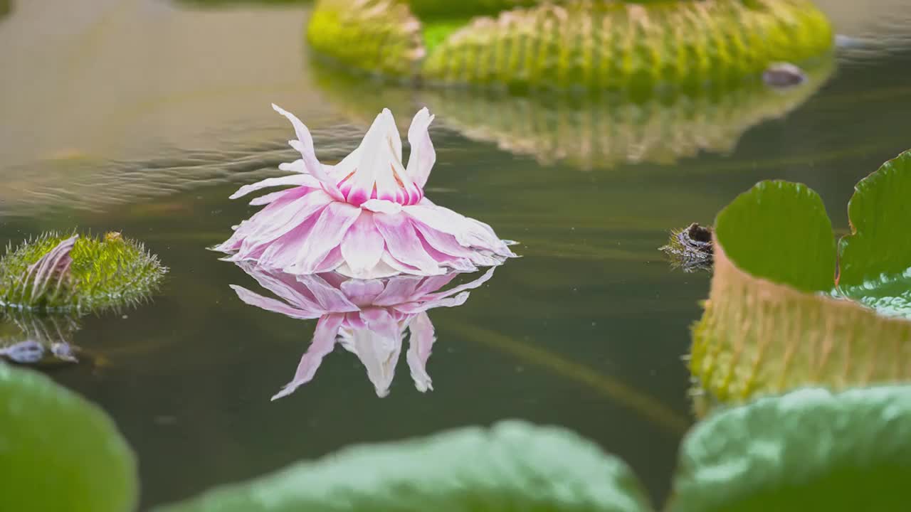 王莲硕叶花映红视频素材