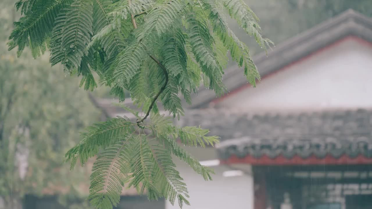 下雨天的中式庭院房屋与树叶，改变焦点视频素材