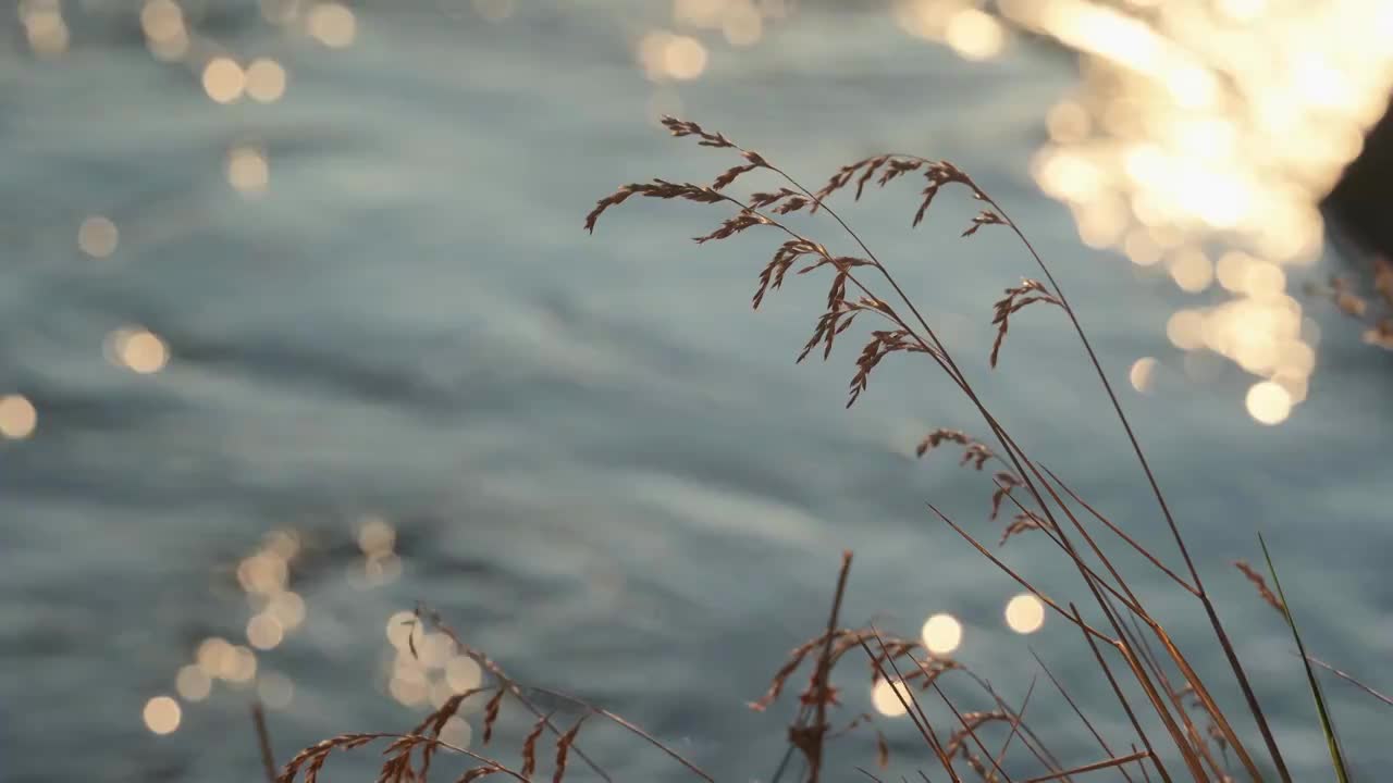 秋天水边唯美芦苇花视频素材