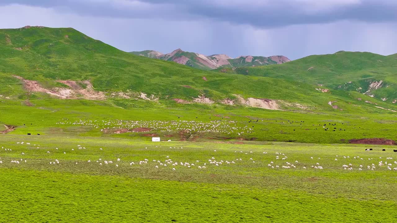 航拍夏天的青海祁连山大草原风光和成群的牛羊视频素材