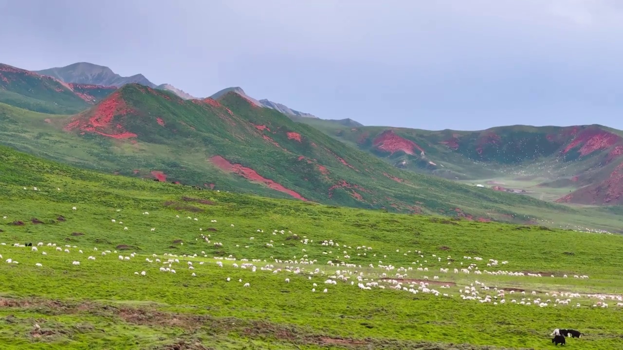 航拍夏天的青海祁连山大草原风光视频素材