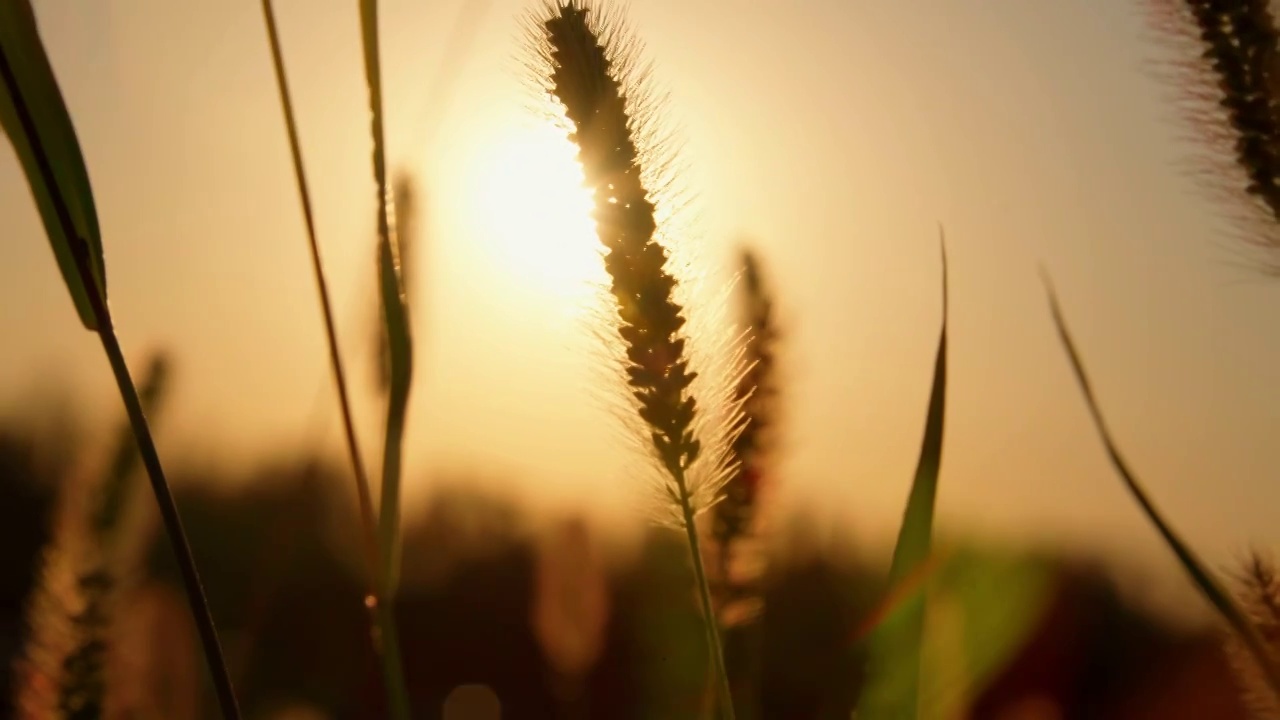 黄昏夕阳下的狗尾草视频素材