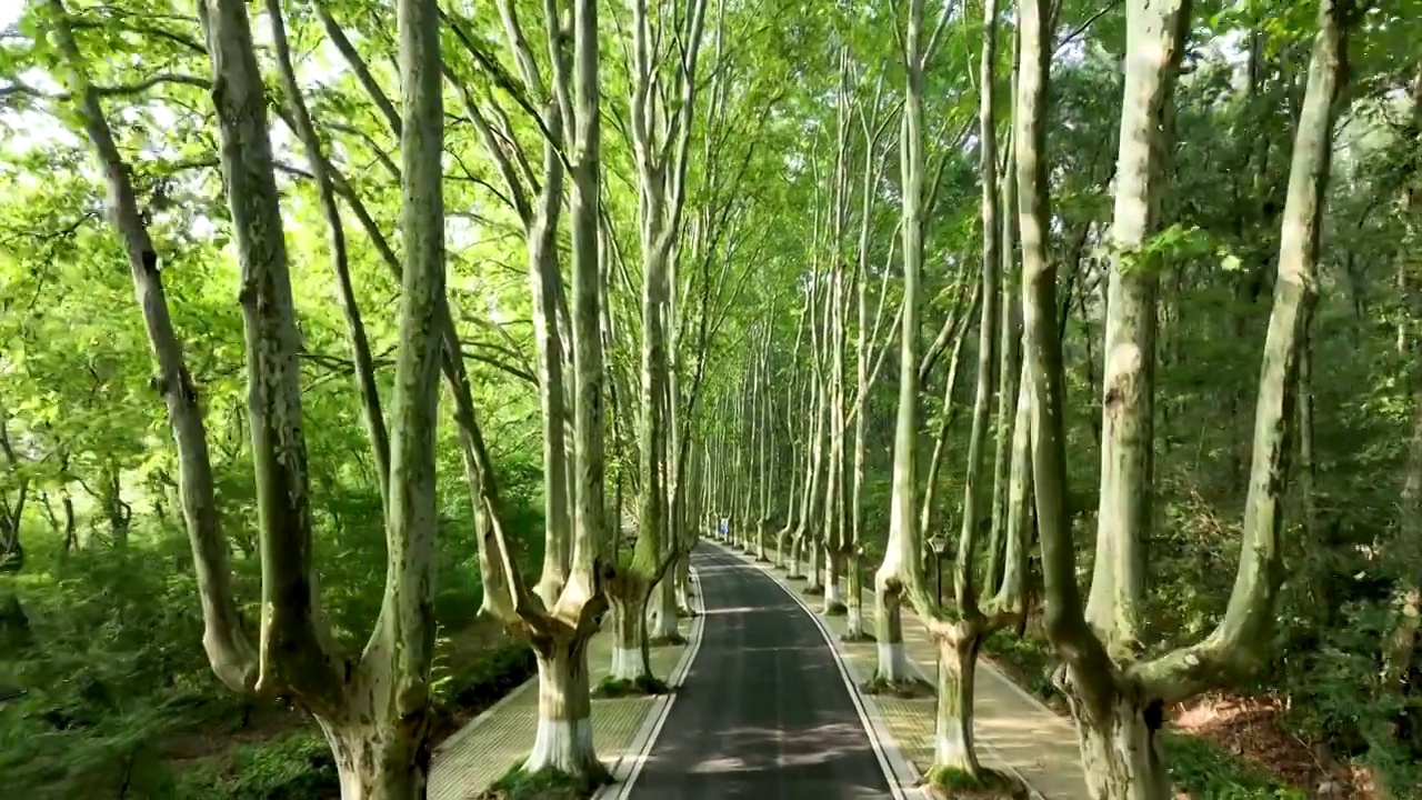 南京钟山风景区内绿意盎然的梧桐大道视频素材