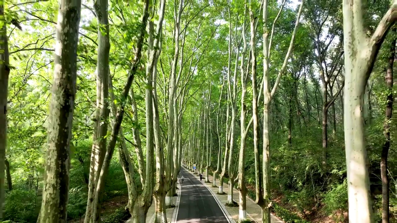 骑行在南京钟山风景区的梧桐大道视频素材